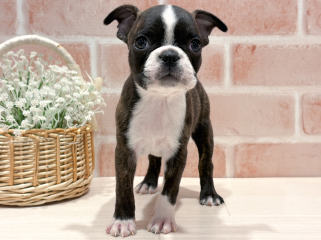 ボストンテリア, 性別 女の子, 誕生日 2026/02/12, 毛色 ブリンドルホワイト, 出身 新潟県, 店舗 町田店(東京都), お問い合わせ番号 2620037