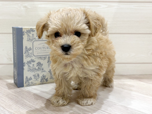 愛知県のマルプー(マルチーズ×プードル) (ペッツファースト岡崎店/2026年2月12日生まれ/女の子/アプリコット)の子犬の1枚目の画像