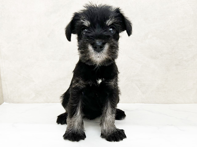 ミニチュアシュナウザー