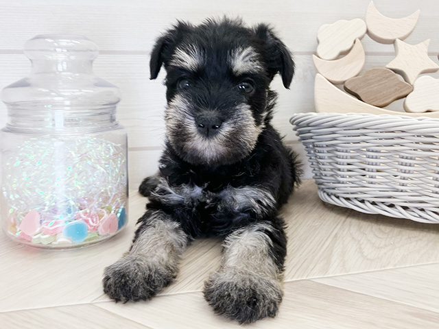 ミニチュアシュナウザー