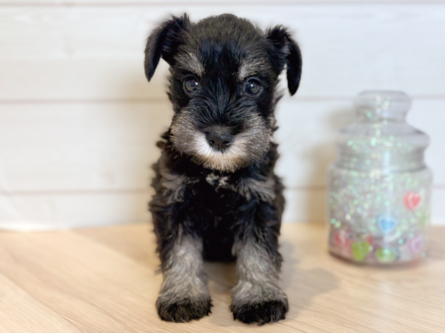 ミニチュアシュナウザー