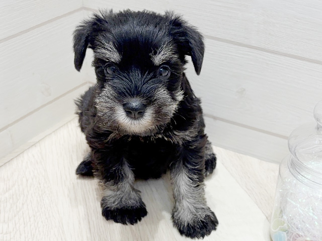 ミニチュアシュナウザー