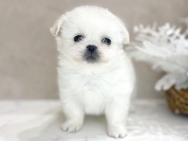 大阪府のチワペキ/ペキチー/ペキチワ(チワワ×ペキニーズ) (ペッツファースト茶屋町店/2026年2月12日生まれ/女の子/ホワイトクリーム)の子犬の1枚目の画像