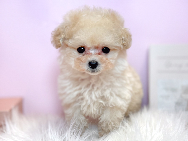 トイプードル(ティーカップ), 性別 女の子, 誕生日 2026/02/12, 毛色 シャンパン, 出身 香川県, 店舗 麻布十番店(東京都), お問い合わせ番号 2660063