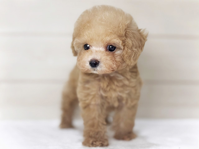 大阪府のトイプードル(タイニー) (ペッツファースト梅田店/2026年2月12日生まれ/女の子/アプリコット)の子犬の1枚目の画像