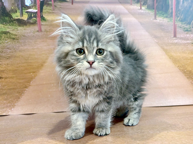 埼玉県のラガマフィン (ペッツファースト与野店/2026年1月10日生まれ/男の子/ブルータビー)の子猫の1枚目の画像