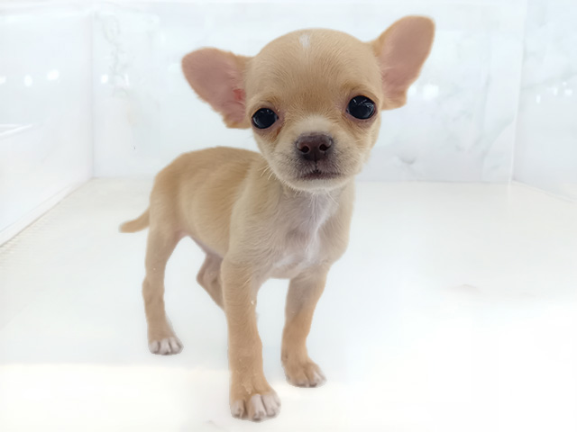 石川県のチワワ(スムース) (ペッツファースト御経塚店/2026年2月1日生まれ/女の子/クリーム)の子犬