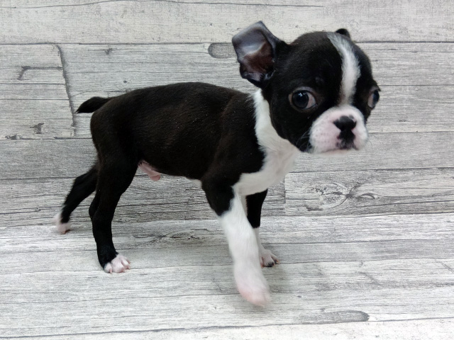 新潟県のボストンテリア (ペッツファースト三条店/2026年1月27日生まれ/男の子/ボストンカラー)の子犬の1枚目の画像