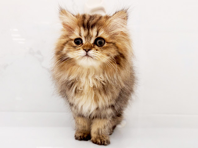 ペルシャ, 性別 男の子, 誕生日 2026/01/11, 毛色 チンチラゴールデン, 出身 長野県, 店舗 御経塚店(石川県), お問い合わせ番号 100940090