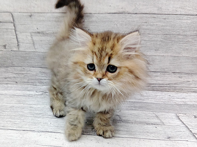 ペルシャ, 性別 男の子, 誕生日 2026/02/06, 毛色 チンチラゴールデン, 出身 長野県, 店舗 三条店(新潟県), お問い合わせ番号 100940097