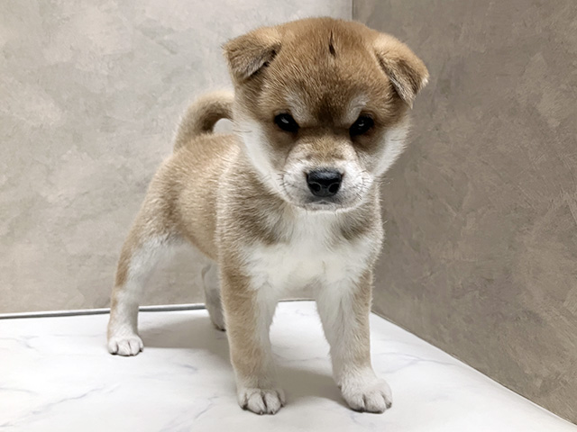 柴犬, 性別 女の子, 誕生日 2026/02/11, 毛色 赤, 出身 徳島県, 店舗 須坂店(長野県), お問い合わせ番号 100960134