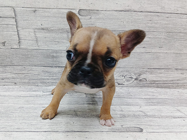 新潟県のフレンチブルドッグ (ペッツファースト三条店/2026年2月10日生まれ/男の子/フォーン)の子犬の1枚目の画像
