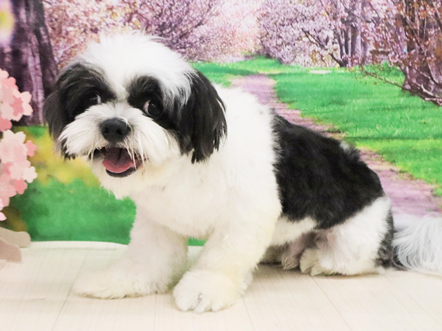 大阪府のシーズー (ペッツファースト美原南インター店/2025年4月25日生まれ/男の子/グレーホワイト)の子犬