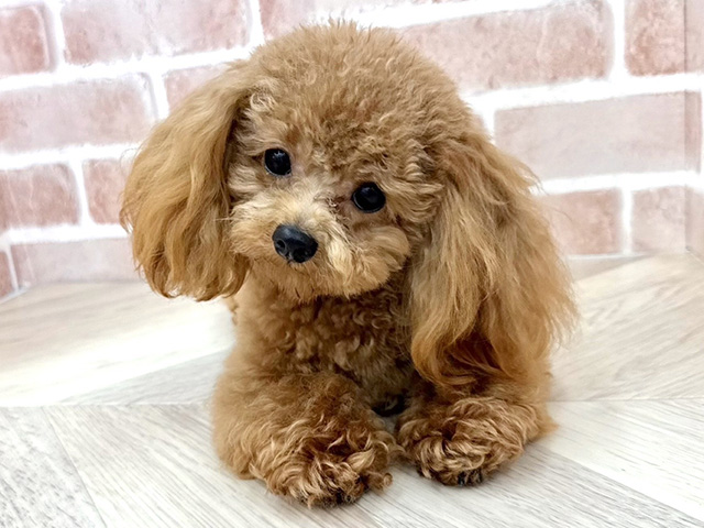 大阪府のトイプードル(トイ) (ペッツファースト寝屋川店/2025年4月7日生まれ/男の子/オレンジフォーン)の子犬の1枚目の画像