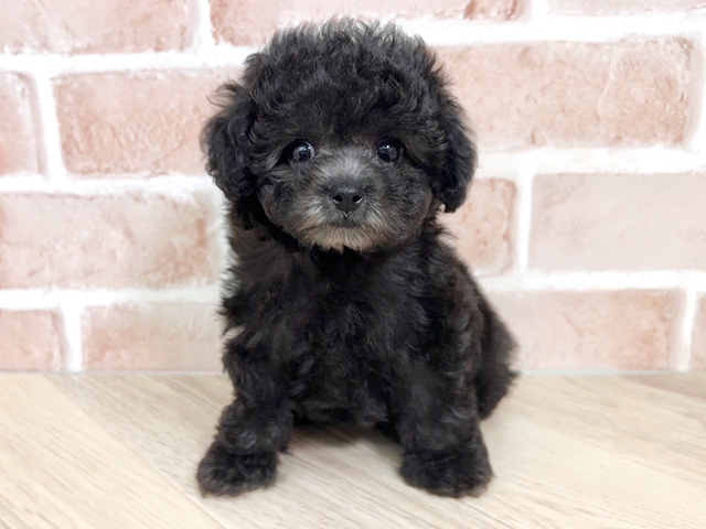 大阪府のトイプードル(トイ) (ペッツファースト寝屋川店/2026年2月2日生まれ/男の子/シルバー)の子犬の1枚目の画像