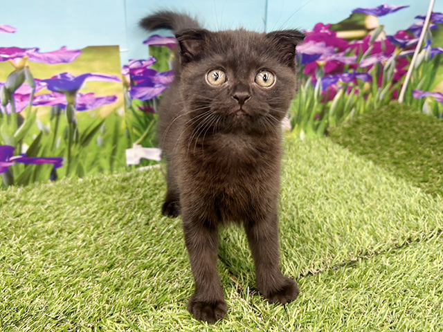 埼玉県のスコティッシュフォールド (ペッツファースト久喜菖蒲店/2026年2月14日生まれ/男の子/ブラック)の子猫の1枚目の画像