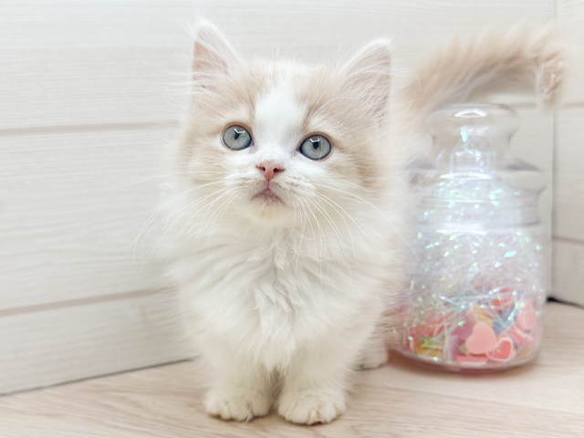 東京都のミヌエット (ペッツファースト渋谷店/2026年2月12日生まれ/女の子/クリームタビーホワイト)の子猫の1枚目の画像