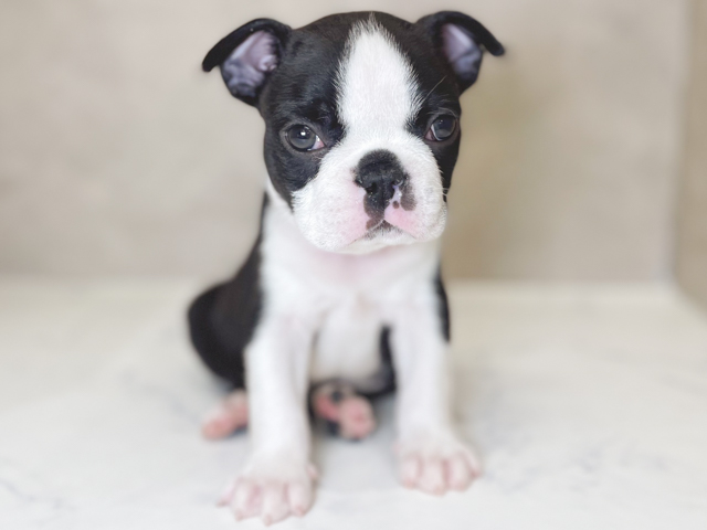 東京都のボストンテリア (ペッツファーストららぽーと立川立飛店/2026年2月13日生まれ/男の子/ボストンカラー)の子犬の1枚目の画像