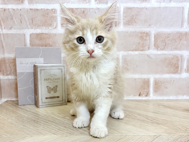 千葉県のノルウェージャンフォレストキャット (ペッツファースト市川妙典店/2026年2月13日生まれ/男の子/クリームタビーホワイト)の子猫