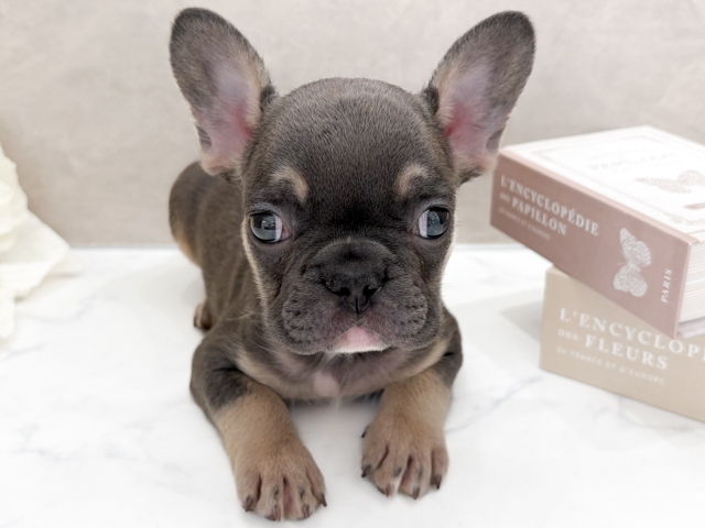 東京都のフレンチブルドッグ (ペッツファースト代官山店/2026年2月13日生まれ/男の子/ブルータン)の子犬の1枚目の画像