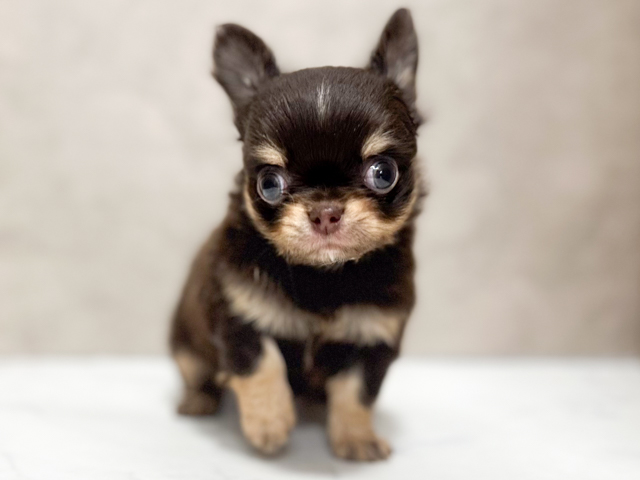 東京都のチワワ(ロング) (ペッツファースト池袋店/2026年2月13日生まれ/女の子/チョコレートタン)の子犬の1枚目の画像