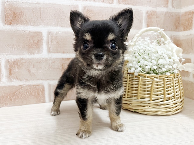 大阪府のチワワ(ロング) (ペッツファースト茨木店/2026年2月13日生まれ/女の子/ブラックタンホワイト)の子犬の1枚目の画像