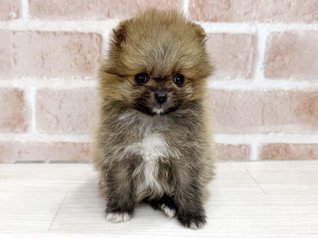 大阪府のポメラニアン (ペッツファースト北心斎橋店/2026年2月13日生まれ/男の子/オレンジ)の子犬の1枚目の画像