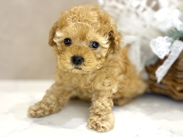 大阪府のトイプードル(ティーカップ) (ペッツファースト茶屋町店/2026年2月13日生まれ/男の子/オレンジフォーン)の子犬の1枚目の画像