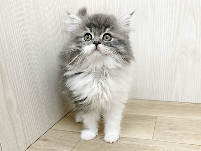 埼玉県のサイベリアン (ペッツファースト三郷店/2026年2月15日生まれ/女の子/ブルータビーホワイト)の子猫の1枚目の画像