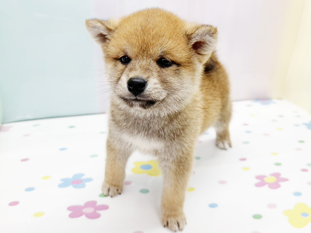 柴犬, 性別 男の子, 誕生日 2026/02/05, 毛色 赤, 出身 茨城県, 店舗 湘南平塚店(神奈川県), お問い合わせ番号 200019749