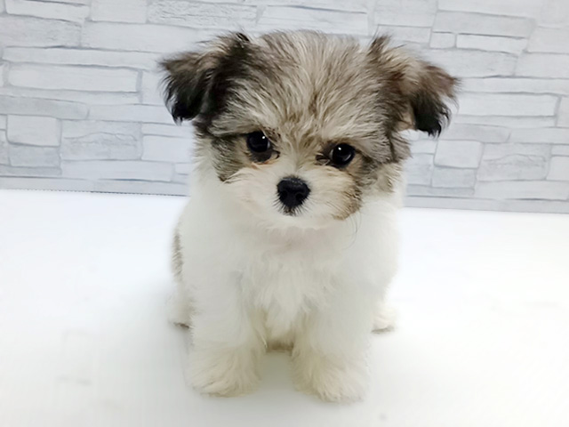 神奈川県のハーフ犬・ミックス犬 (ペッツファースト横浜瀬谷店/2026年2月8日生まれ/女の子/フォーン)の子犬の1枚目の画像