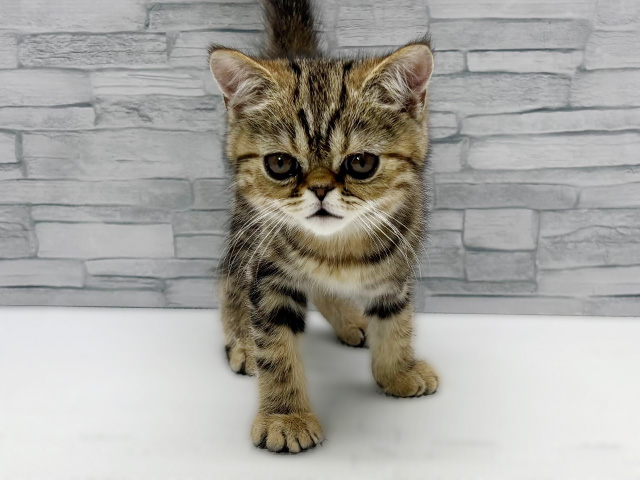 神奈川県のエキゾチックショートヘアー (ペッツファースト横浜瀬谷店/2026年1月24日生まれ/男の子/ブラウンタビー)の子猫の1枚目の画像