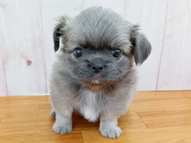 埼玉県のチワズー/チワシーズ(チワワ×シーズー) (ペッツファースト埼玉大井店/2026年2月13日生まれ/男の子/ブルーフォーン)の子犬の1枚目の画像