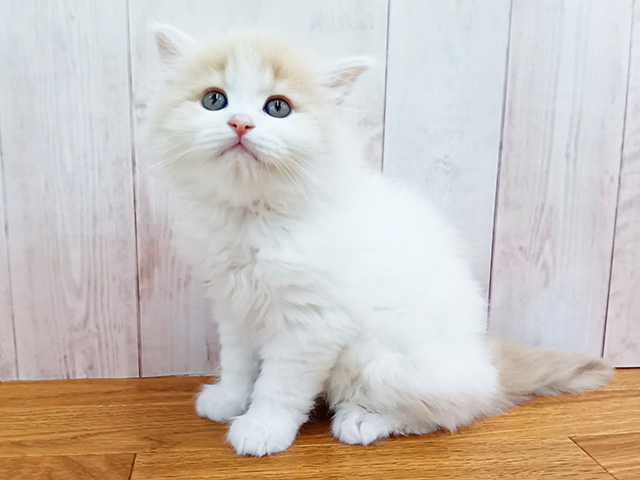 埼玉県のサイベリアン (ペッツファースト埼玉大井店/2026年2月13日生まれ/男の子/クリームホワイト)の子猫の1枚目の画像