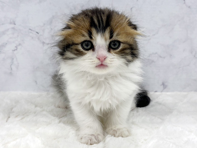 京都府のスコティッシュフォールド (ペッツファースト京都八幡店/2026年2月12日生まれ/男の子/ブラウンタビーホワイト)の子猫の1枚目の画像