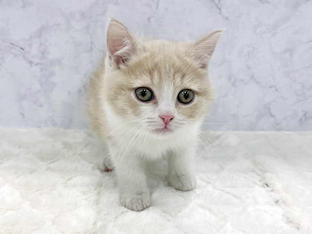 京都府のブリティッシュショートヘアー (ペッツファースト京都八幡店/2026年2月1日生まれ/男の子/クリームタビー)の子猫の1枚目の画像