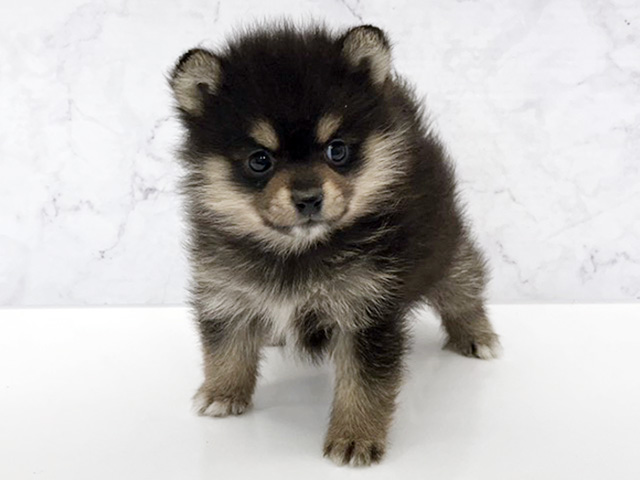 京都府のポメ柴/豆ポメ/ポメ豆柴(ポメラニアン×柴犬) (ペッツファースト京都八幡店/2026年2月1日生まれ/男の子/黒)の子犬