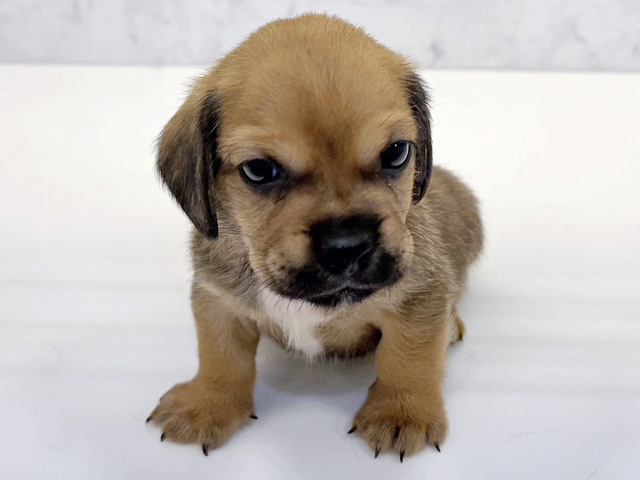 京都府のペキックス(ダックス×ペキニーズ) (ペッツファースト京都八幡店/2026年2月15日生まれ/男の子/レッド)の子犬の1枚目の画像