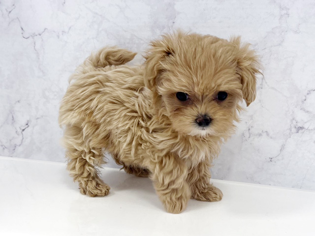 京都府のマルプー(マルチーズ×プードル) (ペッツファースト京都八幡店/2026年2月14日生まれ/女の子/アプリコット)の子犬の1枚目の画像