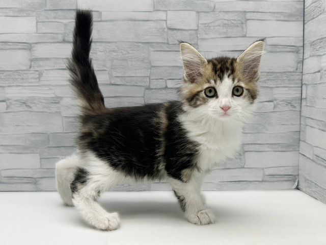 神奈川県のメインクーン (ペッツファースト横浜瀬谷店/2026年2月16日生まれ/女の子/ブラウンタビーホワイト)の子猫の1枚目の画像