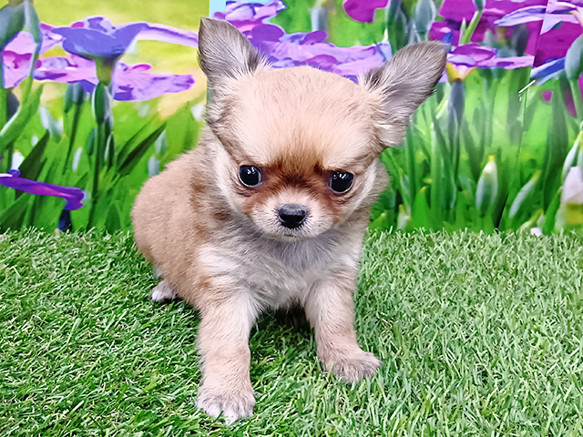 埼玉県のチワワ(ロング) (ペッツファースト久喜菖蒲店/2026年2月16日生まれ/男の子/フォーンホワイト)の子犬の1枚目の画像