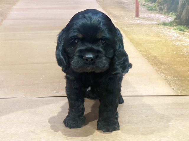 埼玉県のアメリカンコッカースパニエル (ペッツファースト与野店/2026年2月15日生まれ/男の子/ブラックタン)の子犬の1枚目の画像