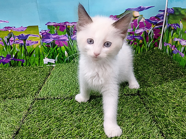 埼玉県のラグドール (ペッツファースト久喜菖蒲店/2026年2月15日生まれ/女の子/ブルーポイント)の子猫の1枚目の画像