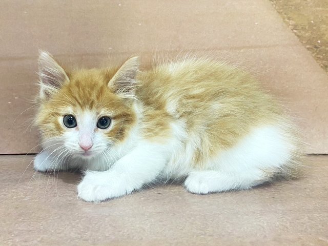 ノルウェージャンフォレストキャット, 性別 男の子, 誕生日 2026/02/15, 毛色 レッドタビーホワイト, 出身 群馬県, 店舗 与野店(埼玉県), お問い合わせ番号 100940127