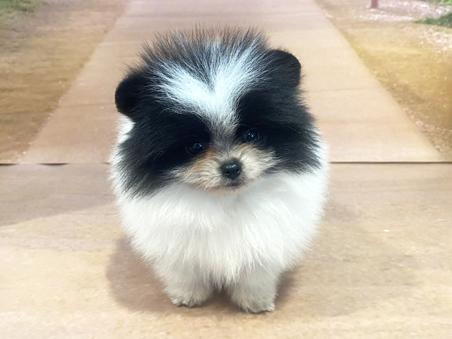 埼玉県のポメラニアン (ペッツファースト与野店/2026年2月16日生まれ/男の子/ブラックホワイト)の子犬の1枚目の画像