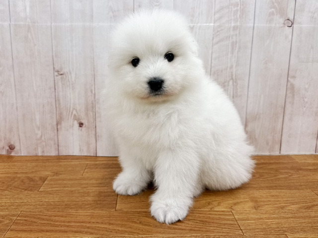 サモエド, 性別 男の子, 誕生日 2026/02/16, 毛色 ホワイト, 出身 栃木県, 店舗 埼玉大井店(埼玉県), お問い合わせ番号 100940130