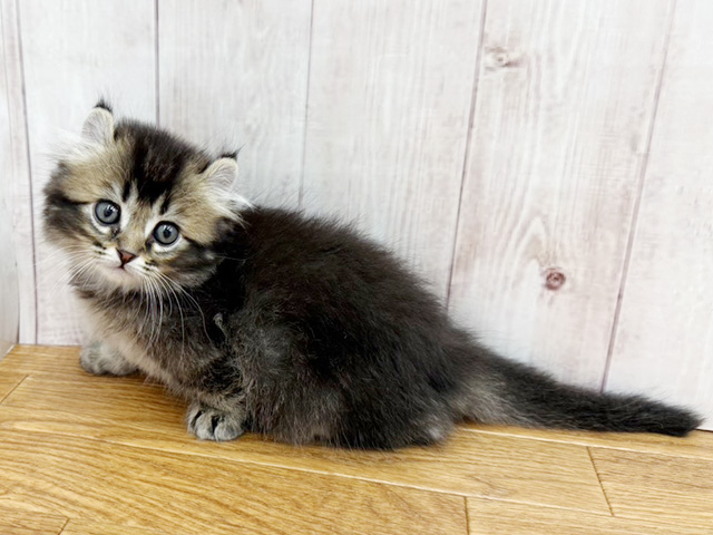 埼玉県のキンカロー (ペッツファースト埼玉大井店/2026年2月17日生まれ/男の子/ブラウンタビー)の子猫の1枚目の画像