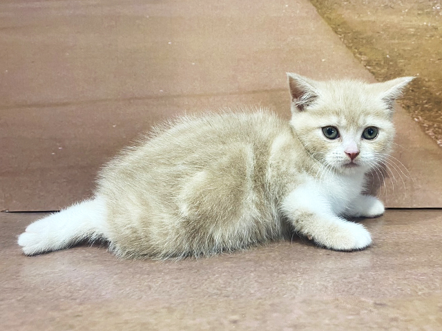 埼玉県のマンチカン (ペッツファースト与野店/2026年2月17日生まれ/男の子/クリームタビーホワイト)の子猫の1枚目の画像