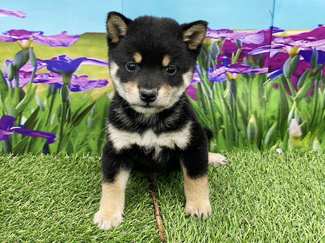 埼玉県の豆柴 (ペッツファースト久喜菖蒲店/2026年2月16日生まれ/男の子/黒)の子犬の1枚目の画像