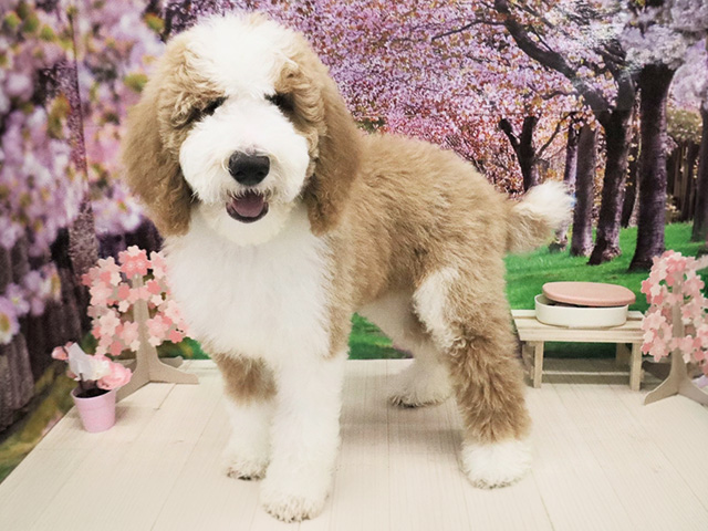 大阪府のスタンダードプードル (ペッツファースト美原南インター店/2026年1月1日生まれ/女の子/レッドホワイト)の子犬